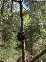 Pinus virginiana