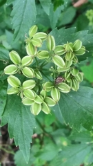 Thaspium barbinode