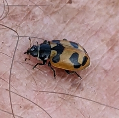 Hippodamia caseyi