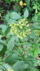 Thaspium barbinode