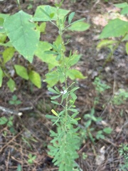 Lespedeza cuneata