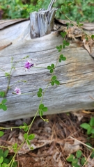 Lespedeza procumbens