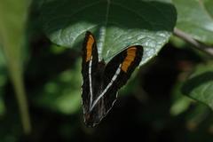Adelpha donysa