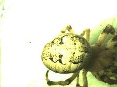 Larinioides suspicax