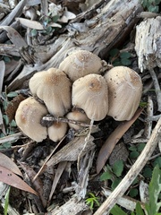 Coprinellus