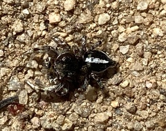 Habronattus