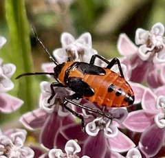 Oncopeltus fasciatus