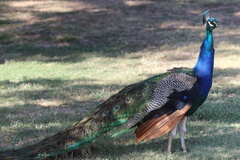 Pavo cristatus