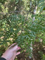 Gleditsia triacanthos