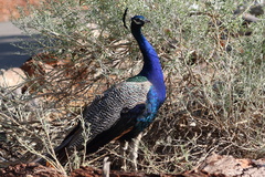 Pavo cristatus