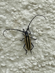 Sphaenothecus trilineatus