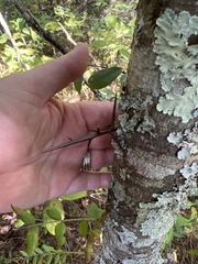 Gleditsia triacanthos