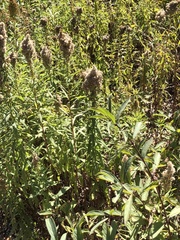 Solidago lepida