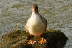 Mergus merganser