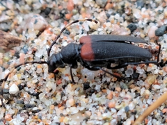 Stictoleptura canadensis