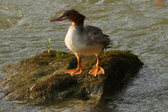 Mergus merganser
