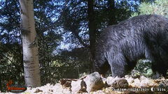 Ursus americanus machetes