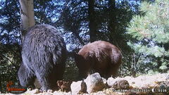 Ursus americanus machetes