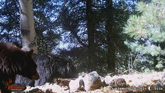 Ursus americanus machetes