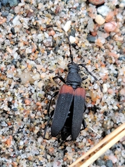Stictoleptura canadensis