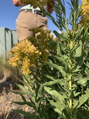 Solidago missouriensis