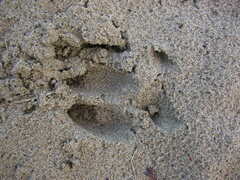 Odocoileus virginianus