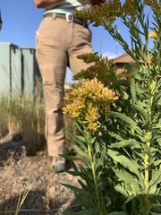 Solidago missouriensis