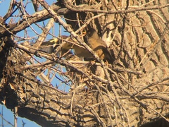 Athene cunicularia
