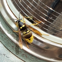 Vespula vidua
