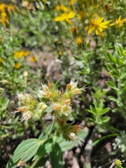 Phacelia heterophylla