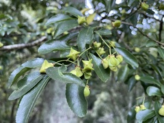 Euonymus morrisonensis