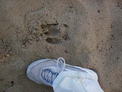 Odocoileus virginianus