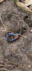 Cormocephalus westwoodi