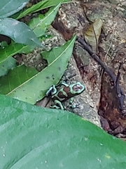 Dendrobates auratus