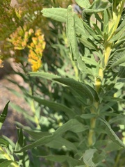 Solidago missouriensis