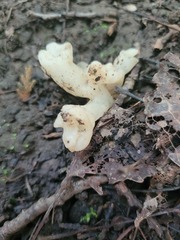 Sebacina sparassoidea