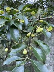 Euonymus morrisonensis