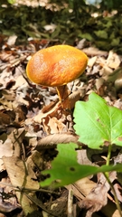 Aureoboletus betula