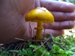Amanita