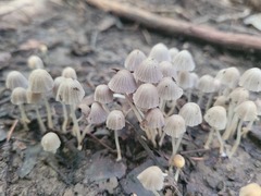 Coprinellus disseminatus