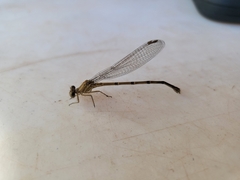Argia moesta