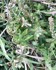 Teucrium canadense