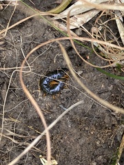 Cormocephalus westwoodi