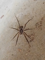 Camptocosa