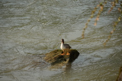 Mergus merganser
