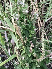 Teucrium canadense