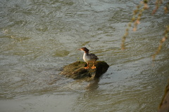 Mergus merganser