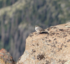 Salpinctes obsoletus