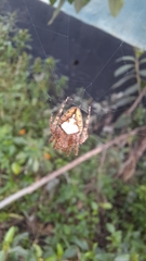 Eriophora edax