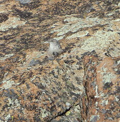 Salpinctes obsoletus